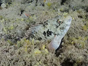 Mediterranean parrotfish (Sparisoma cretense)