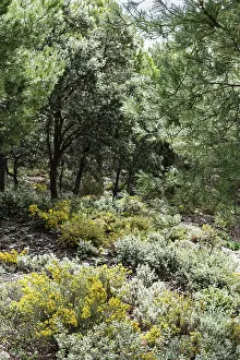 Mediterranean pine, conifer, hiking trail