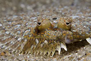 Mediterranean Sole (Monchirus hispidus)
