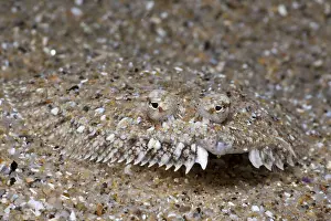 Mediterranean Sole (Monchirus hispidus)