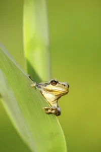 Mediterranean tree frog, frog, animals