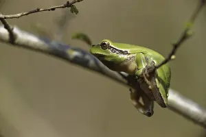 Mediterranean tree frog (Hyla meridionalis)