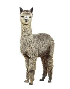 Medium silver grey alpaca looking at the camera- Lama pacos