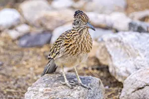 A medium sized long legged bird enjoying the scenic view in Sabino Canyon