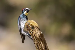 A medium sized woodpecker enjoying the scenic view in Mt Lemmon