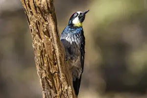 A medium sized woodpecker enjoying the scenic view in Mt Lemmon