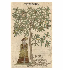 Medlar, Common Medlar (Mespilus germanica)