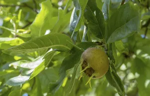 Medlar, fruit stand (Mespilus germanica)