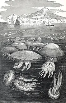 Medusae or jellyfish, cnidarians (Cnidaria) and comb jellies (Ctenophora)