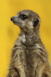 Meerkat