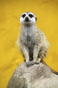 Meerkat