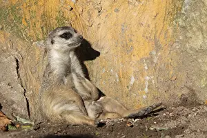 Meerkat