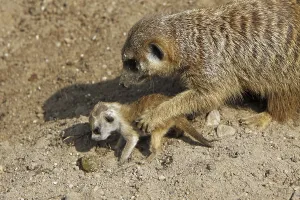 Meerkat with baby