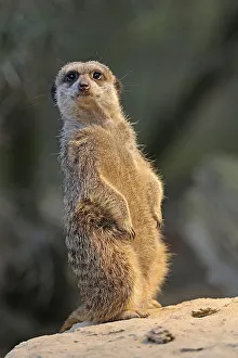 Meerkat (Suricata Suricatta)