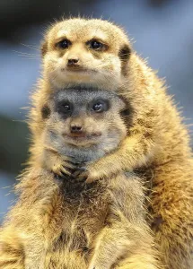 Meerkat (Suricata suricatta)
