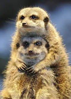 Meerkat (Suricata suricatta)