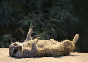 Meerkat (Suricata suricatta)