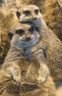 Meerkat (Suricata suricatta)
