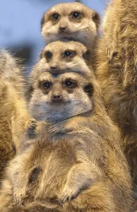 Meerkat (Suricata suricatta)