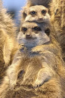Meerkat (Suricata suricatta)