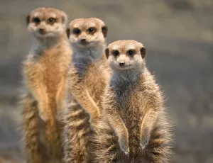 Meerkat (Suricata suricatta) one after the other