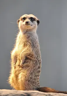 Meerkat (Suricata suricatta)