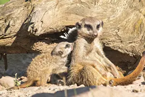 Meerkat (Suricata suricatta)