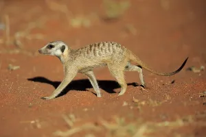 Meerkat (Suricata suricatta), adult