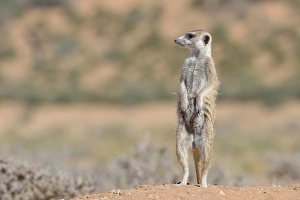 Meerkat (Suricata suricatta), adult male upstanding