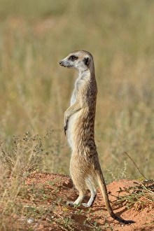 Meerkat (Suricata suricatta), adult standing on a sandy mound