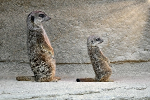 Meerkat (Suricata suricatta), adult and young 10 weeks
