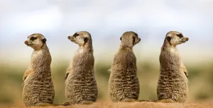 MEERKAT (suricata suricatta), ADULTS LOOKING AROUND