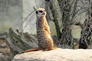 Meerkat (Suricata suricatta), captive