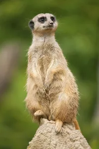 Meerkat (Suricata suricatta), captive