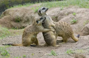 Meerkat (Suricata suricatta), captive