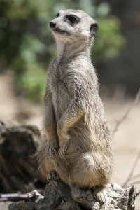 Meerkat (Suricata suricatta), female looking out