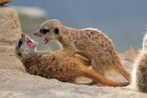 Meerkat (Suricata suricatta) fighting