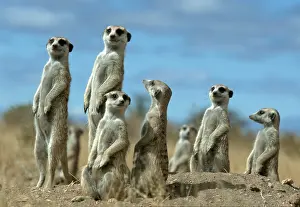 Meerkat (Suricata suricatta), Kalahari, Namibia
