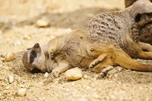 Meerkat (Suricata suricatta) lying on the ground