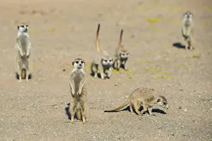 Meerkat (Suricata suricatta), near Keetmanshoop