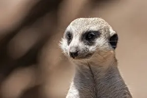 Meerkat (Suricata suricatta) portrait