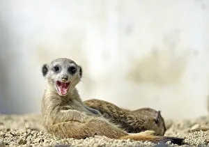 Meerkat (Suricata suricatta), pup