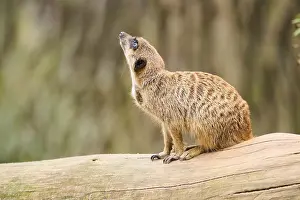 Meerkat (Suricata suricatta) sitting on the ground