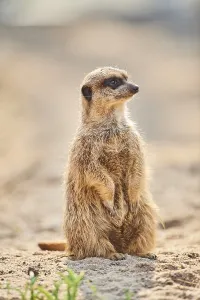 Meerkat (Suricata suricatta) sitting on the ground