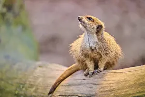 Meerkat (Suricata suricatta) sitting on a tree trunk