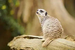 Meerkat (Suricata suricatta) sitting on a tree trunk