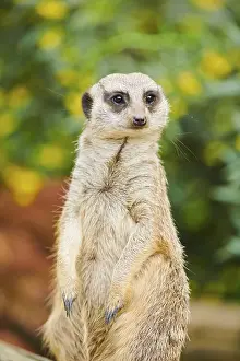 Meerkat (Suricata suricatta), standing