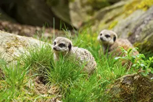 Meerkat (Suricata suricatta) standing in the grass