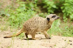 Meerkat (Suricata suricatta) standing on the ground