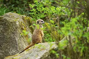 Meerkat (Suricata suricatta) standing on a rock looking around